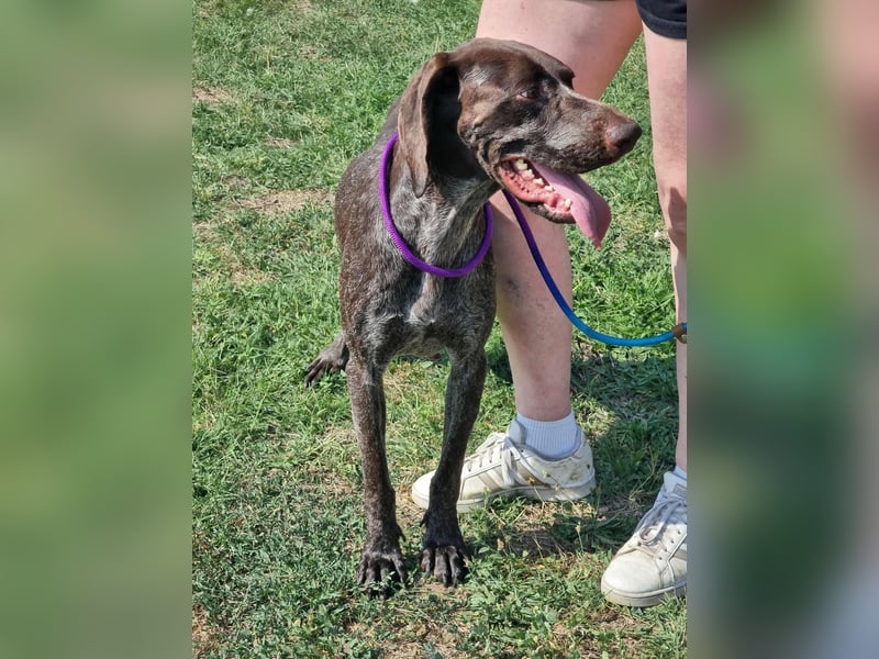 Mendi, geboren 28.06.2022, 60cm sucht liebevolles Zuhause