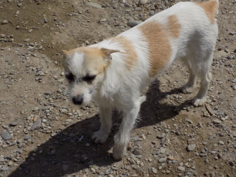 Kleine RUby sucht großes Herz!