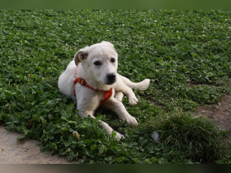 Süßer Olaf sucht neues Körbchen!