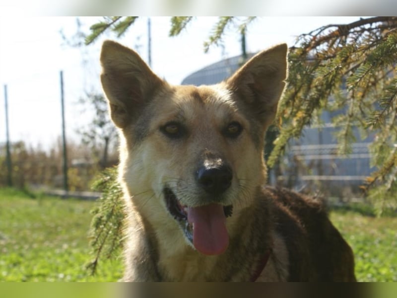 Notfellchen Leyla sucht neue Familie!