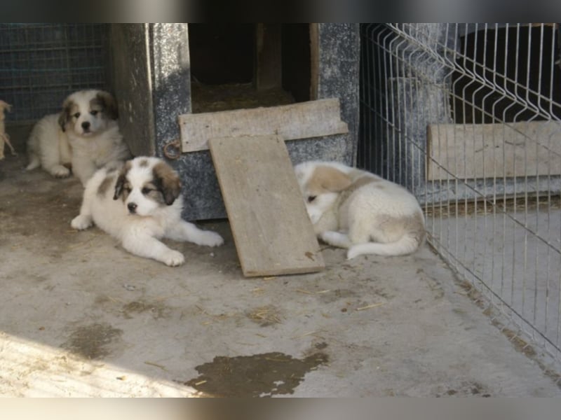 Süßer Cooper sucht neues Körbchen!