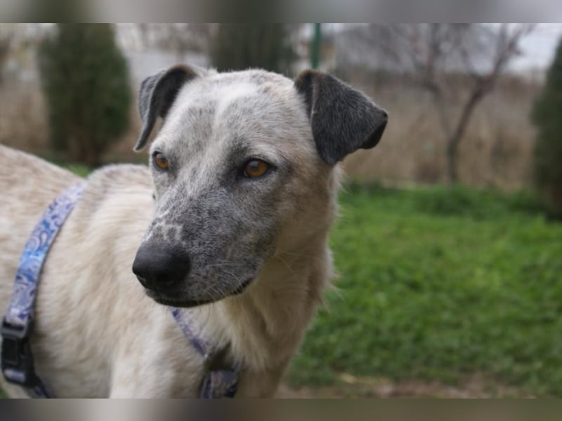 Hübsche Peggy in Not!