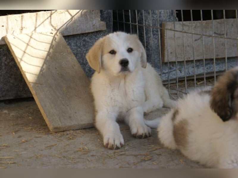 Süße Ava sucht ihre Familie!