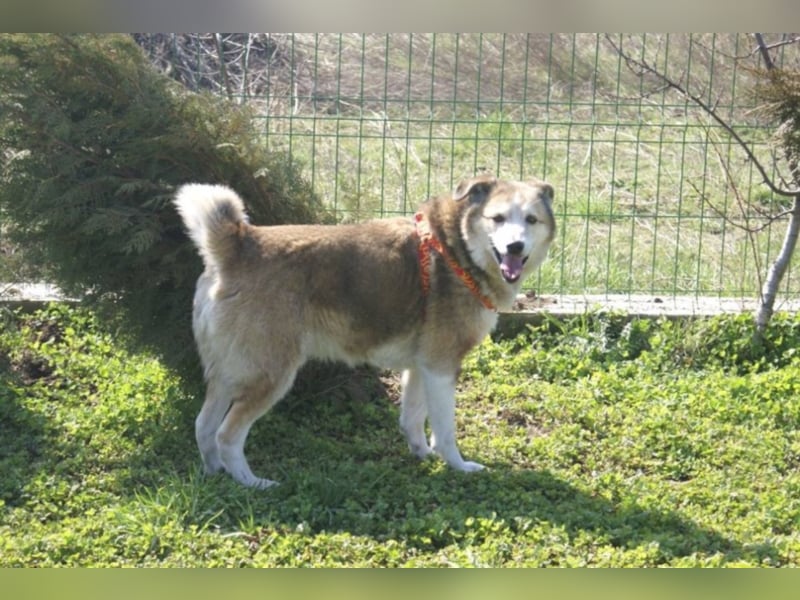 Sir Harry sucht sein Glück!