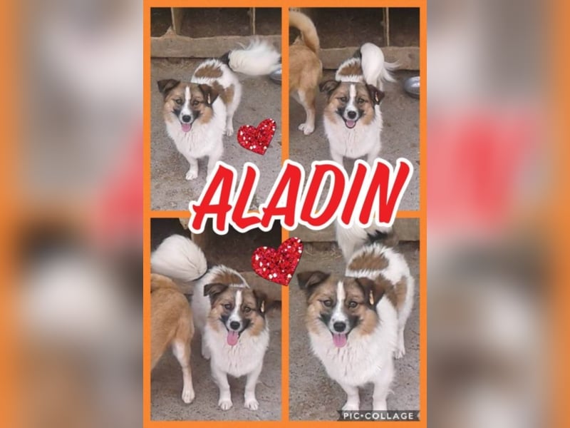 Kleiner Aladin möchte dich verzaubern!