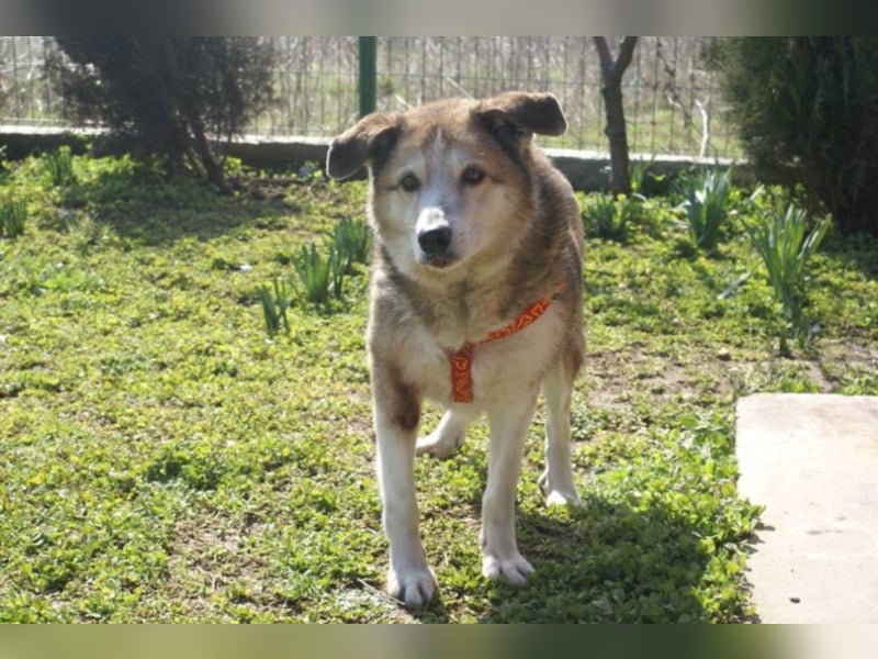 Sir Harry sucht sein Glück!