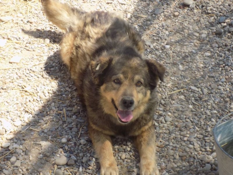 Senior Falco wartet aufs Ticket!