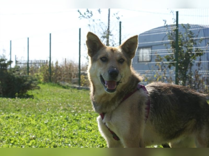 Notfellchen Leyla sucht neue Familie!