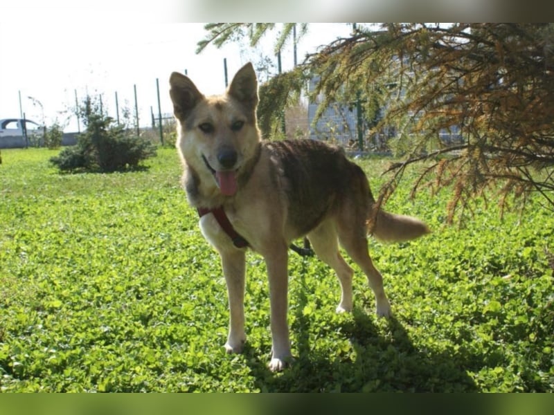 Notfellchen Leyla sucht neue Familie!