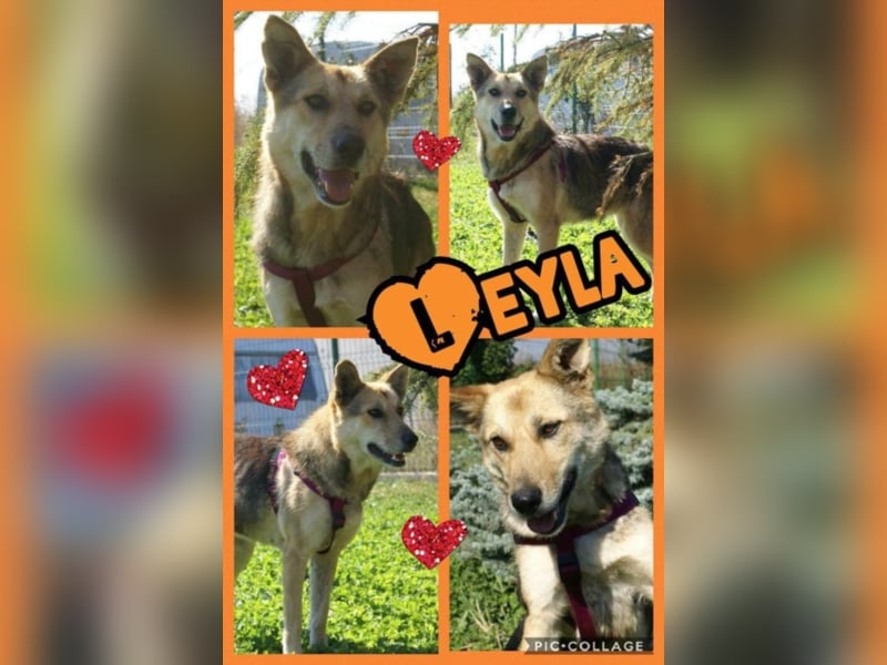 Notfellchen Leyla sucht neue Familie!