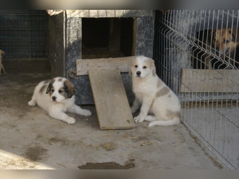 Süßer Cooper sucht neues Körbchen!