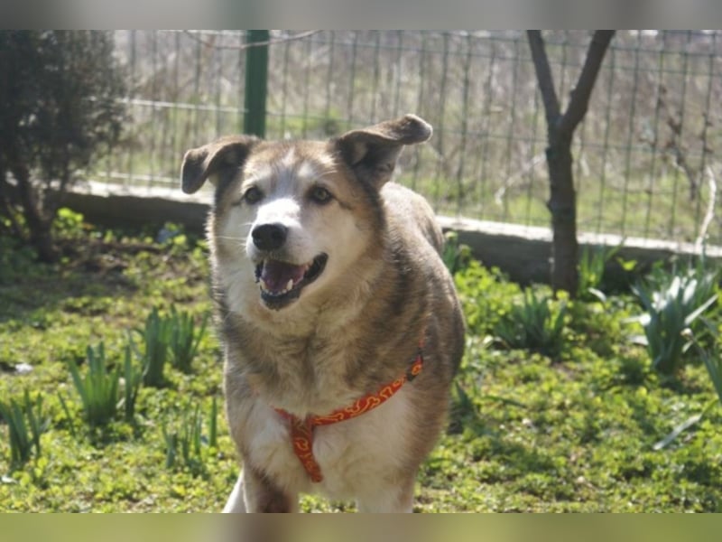 Sir Harry sucht sein Glück!