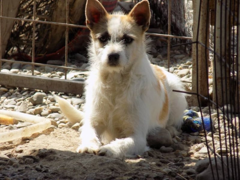 Kleine RUby sucht großes Herz!