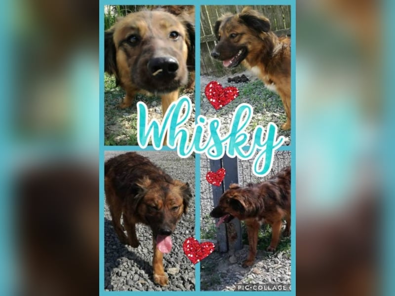 Toller Whisky wartet auf Dich!