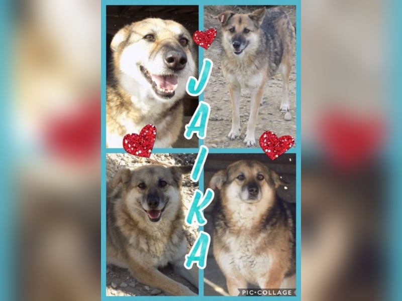 Liebe Jaika sucht neus Körbchen!