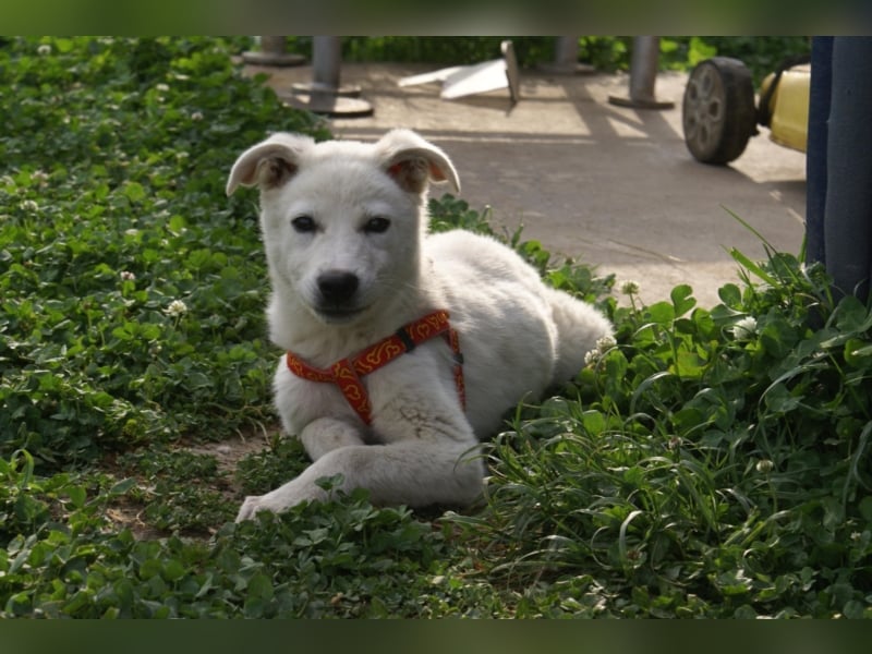 Süßer Olaf sucht neues Körbchen!