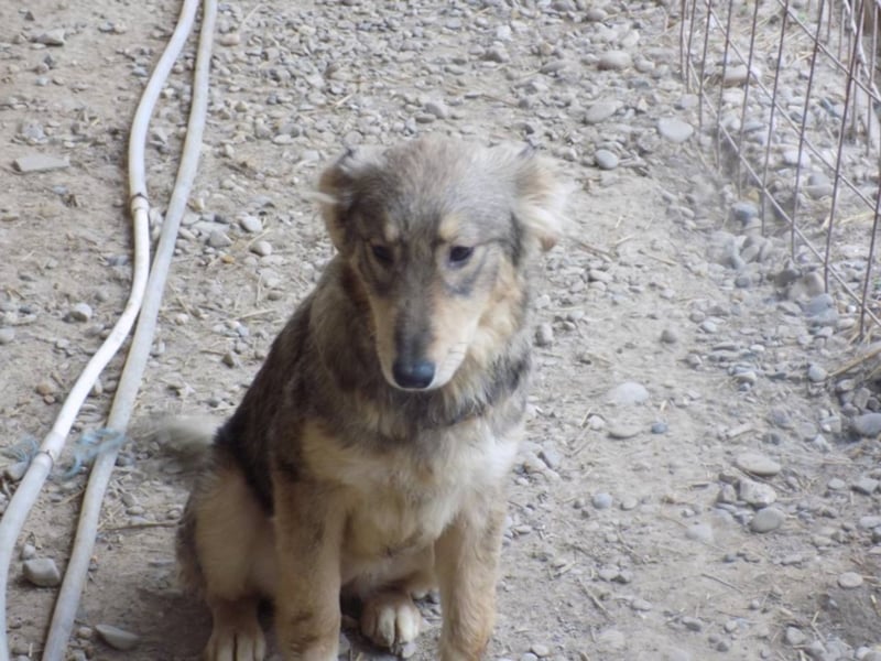 Kleine Naomi sucht großes Herz!