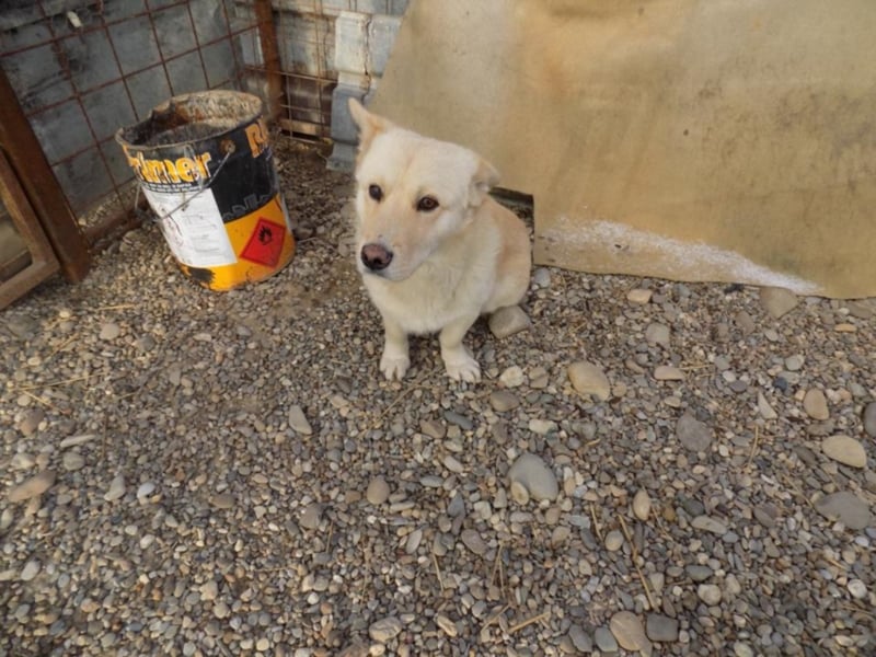 Notfellchen Carlos wartet auf große Chance!