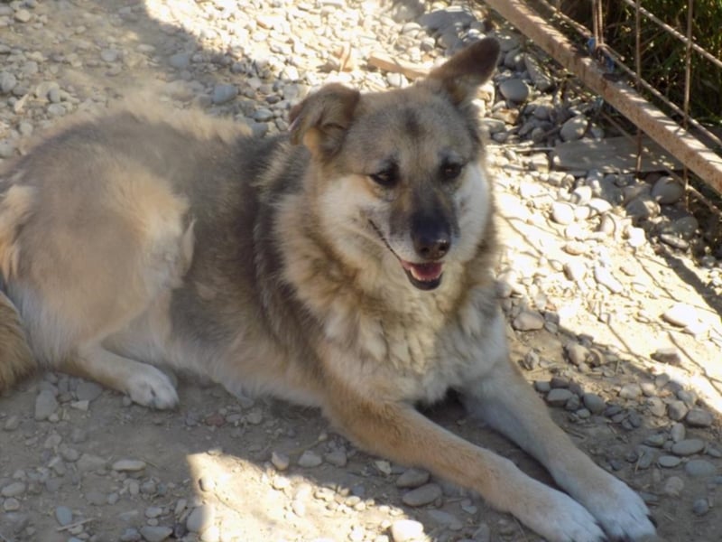 Liebe Jaika sucht neus Körbchen!