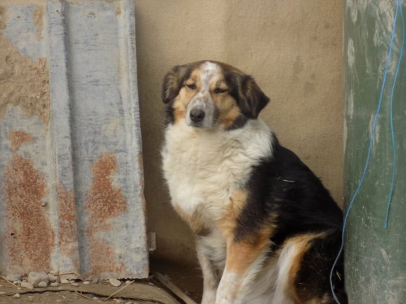 Schöne Shanti sucht Dein Herz!