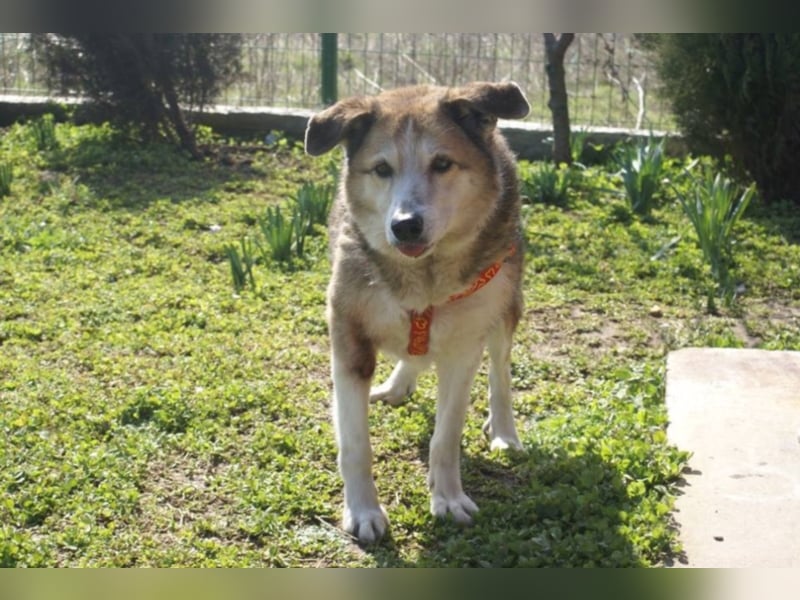 Sir Harry sucht sein Glück!