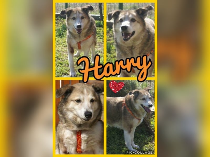 Sir Harry sucht sein Glück!