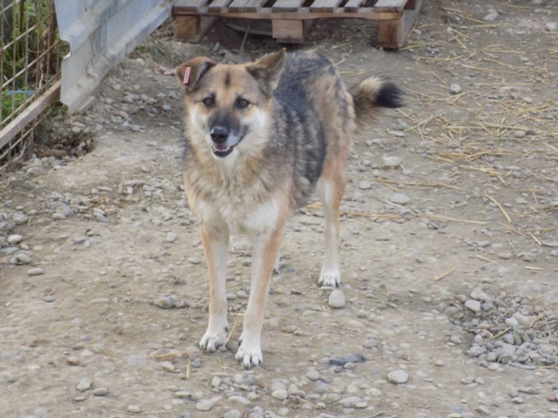Liebe Jaika sucht neus Körbchen!