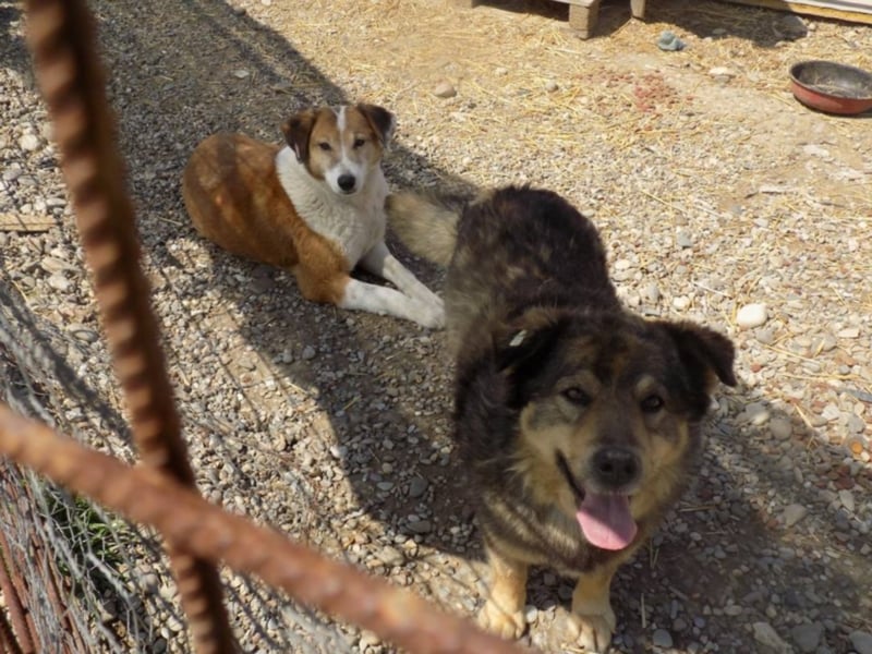 Senior Falco wartet aufs Ticket!