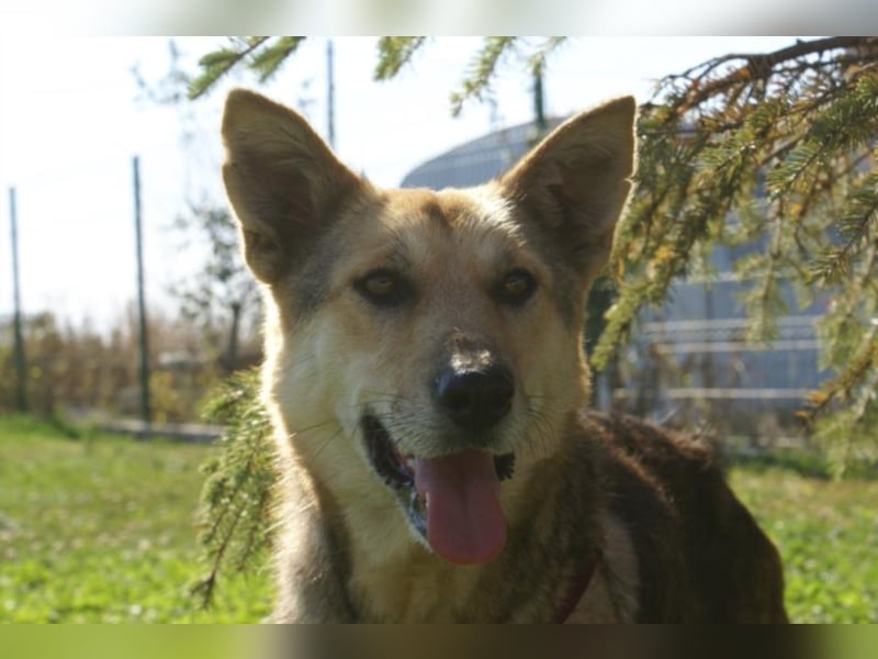 Notfellchen Leyla sucht neue Familie!