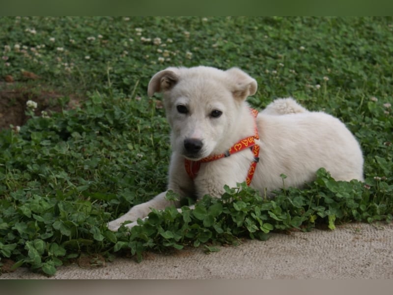 Süßer Olaf sucht neues Körbchen!