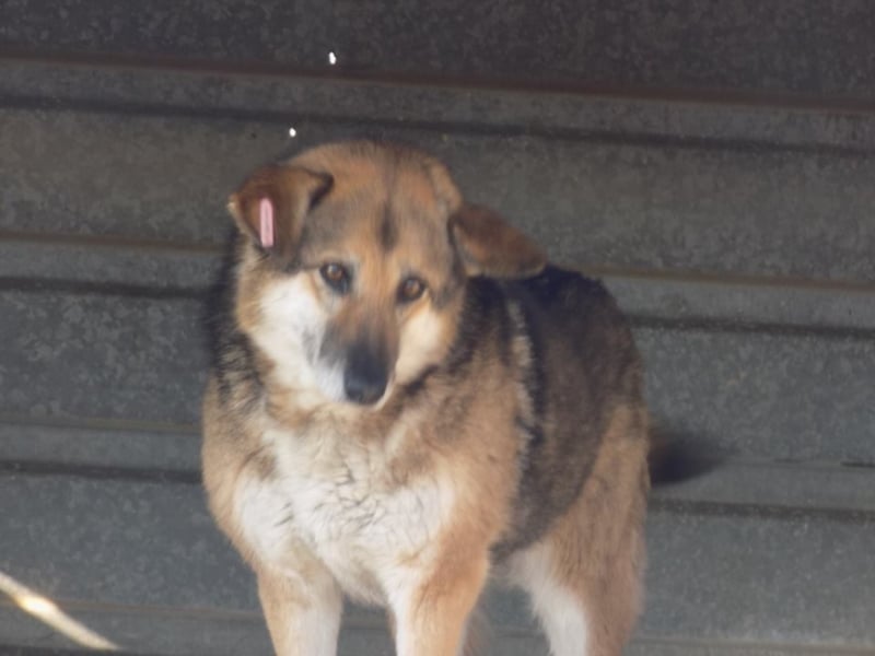 Liebe Jaika sucht neus Körbchen!