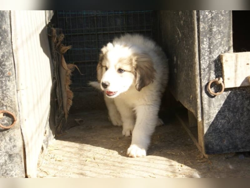Süßer Cooper sucht neues Körbchen!