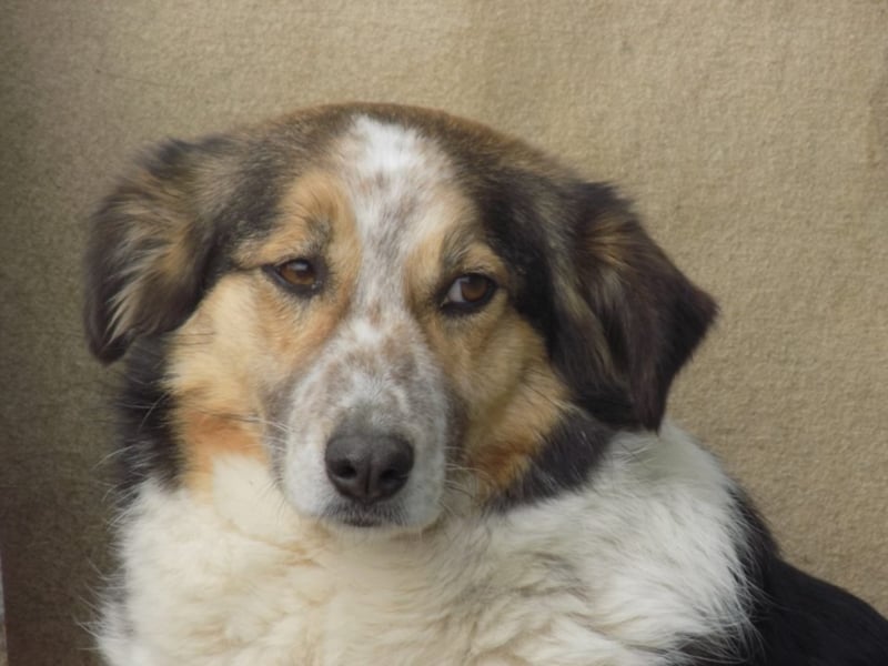 Schöne Shanti sucht Dein Herz!