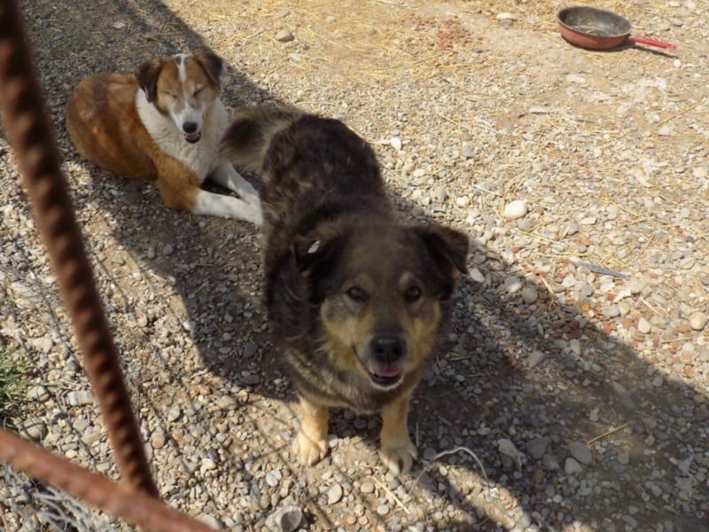 Senior Falco wartet aufs Ticket!