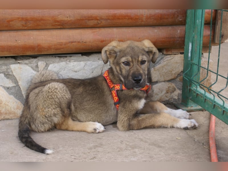 Toller Kenzo sucht DIch!