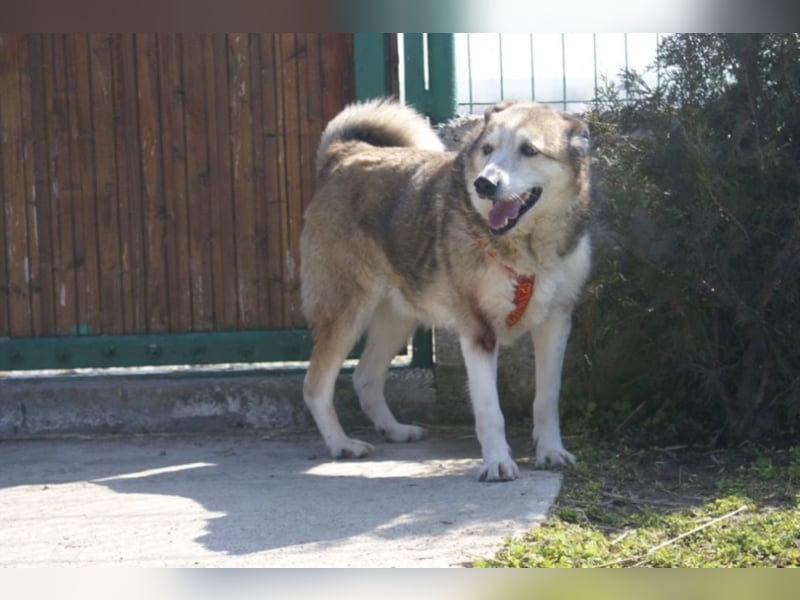 Sir Harry sucht sein Glück!