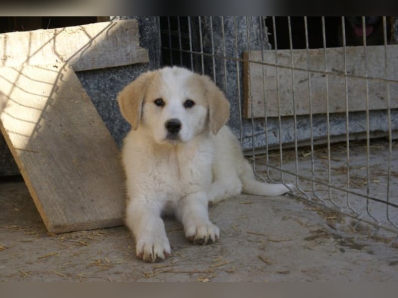 Süße Ava sucht ihre Familie!