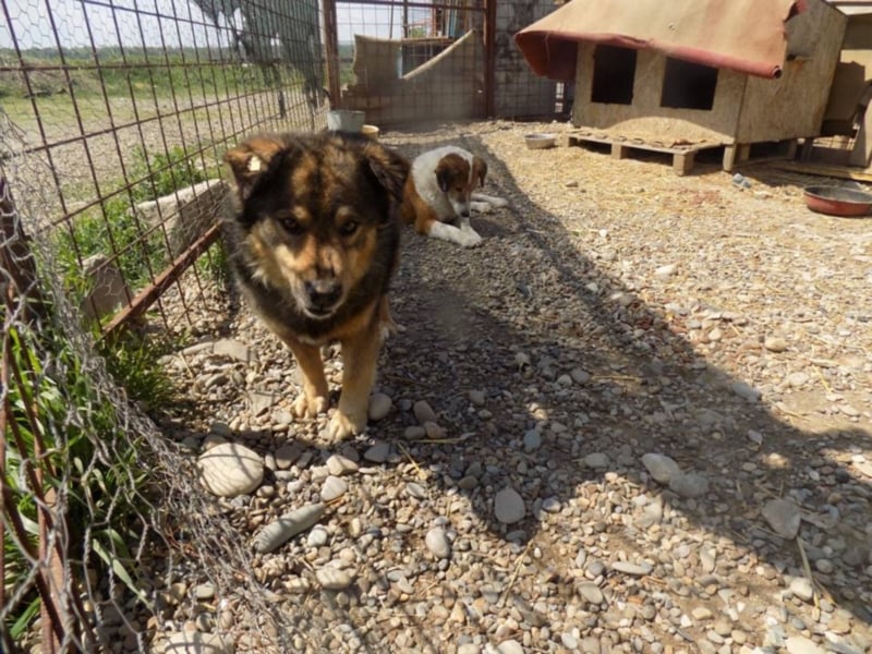 Senior Falco wartet aufs Ticket!