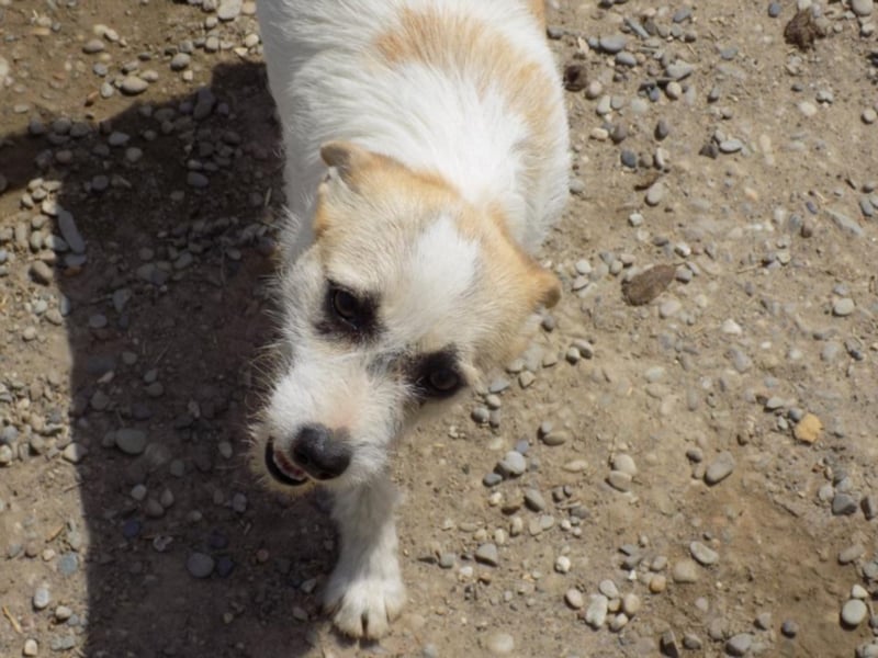 Kleine RUby sucht großes Herz!