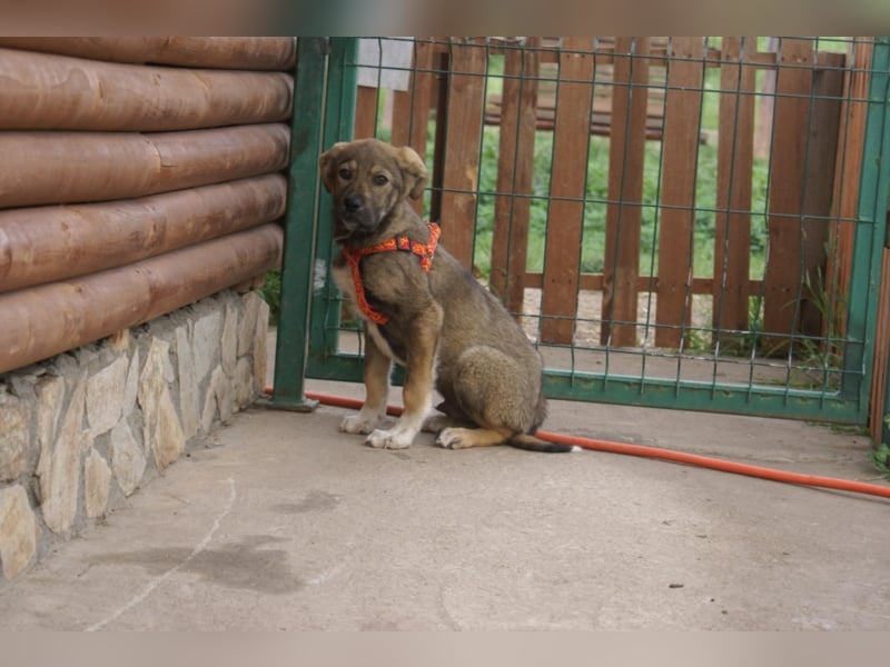 Toller Kenzo sucht DIch!