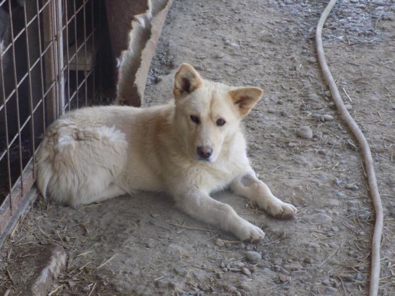 Notfellchen Carlos wartet auf große Chance!