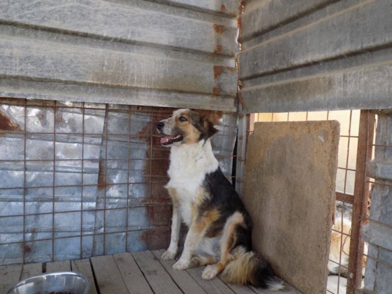 Schöne Shanti sucht Dein Herz!