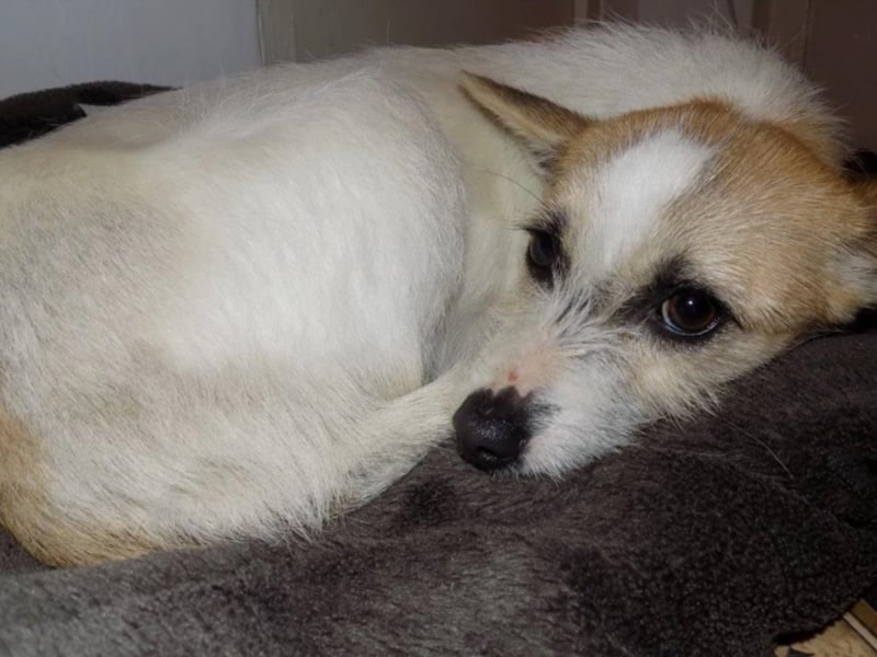 Kleine RUby sucht großes Herz!