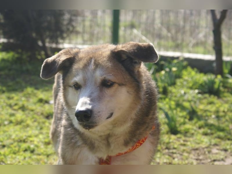 Sir Harry sucht sein Glück!