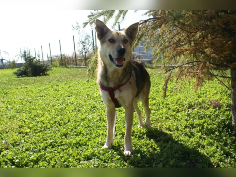 Notfellchen Leyla sucht neue Familie!