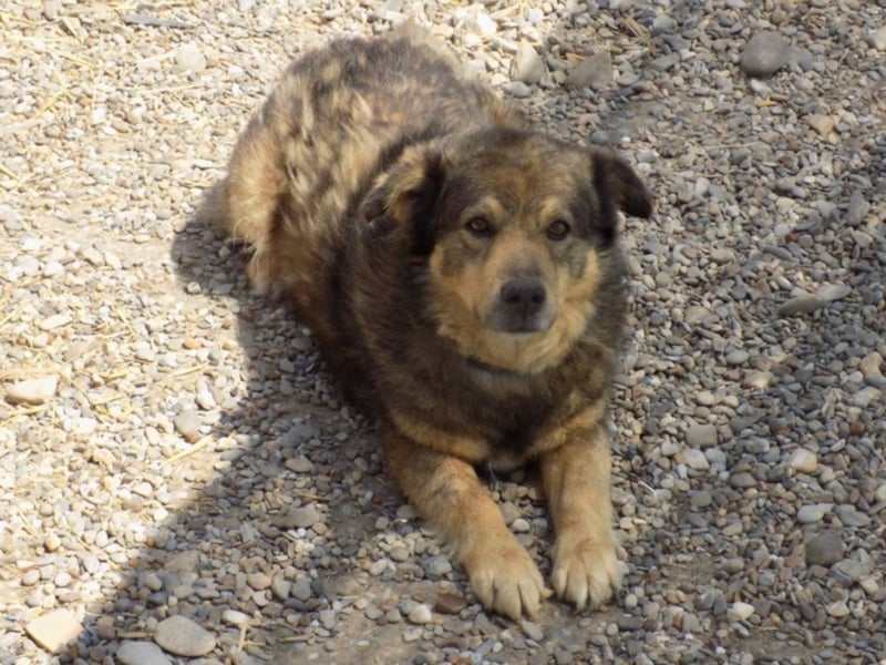 Senior Falco wartet aufs Ticket!