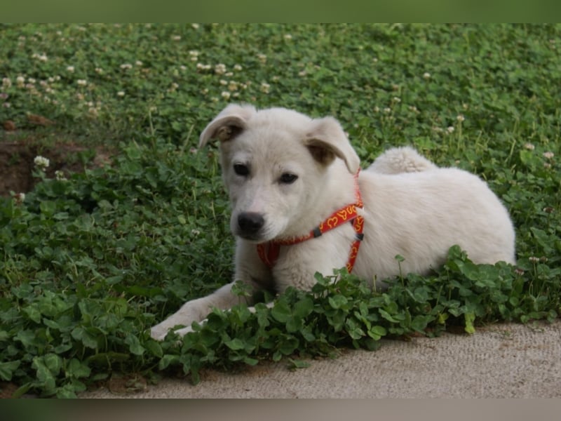 Süßer Olaf sucht neues Körbchen!