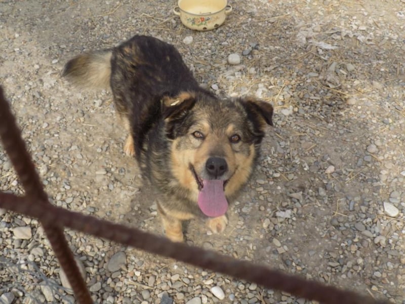 Senior Falco wartet aufs Ticket!