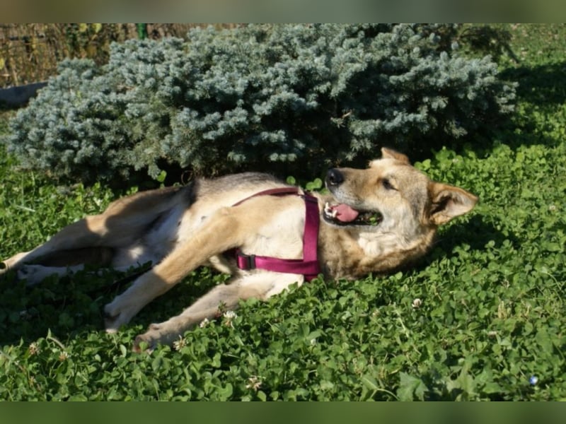 Notfellchen Leyla sucht neue Familie!