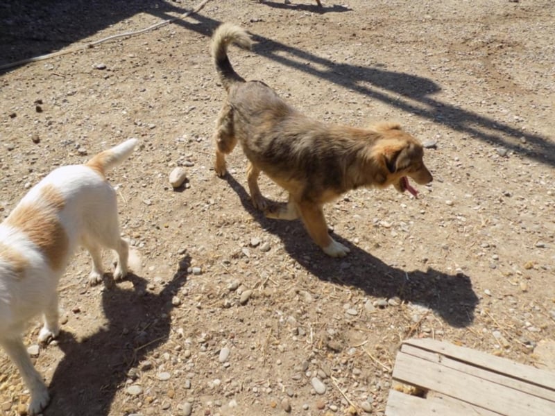 Kleine Naomi sucht großes Herz!